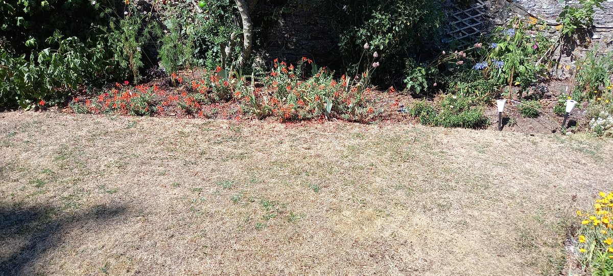 Torridge215's tweet photo. Don't lose sleep over your lawn: Enjoy its recovery when the cauldron cools and rain falls. Read more about languishing lawns, including mine, at https://t.co/aUyk2HLLnr
#sunny #hot #lawn #grass #devon #devonngs https://t.co/2KTEkl8CnY