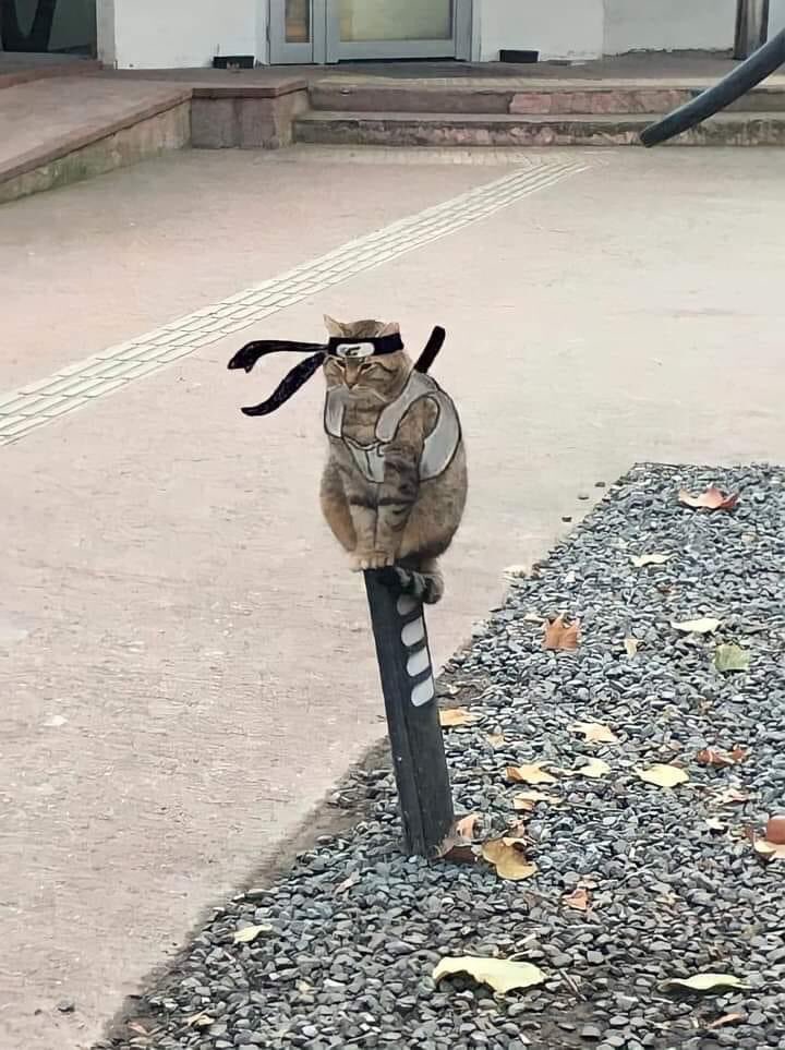 Bulu Bulu Kehidupan рџ ірџ ѕ On Twitter Itachi Https T Co Brs6wu5omp