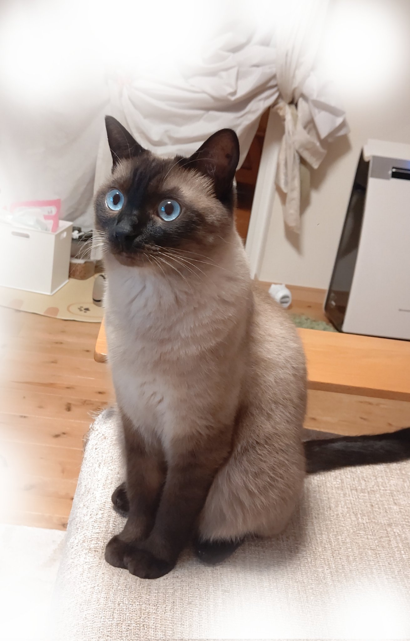 シャム猫ミックス Twitter Search Twitter