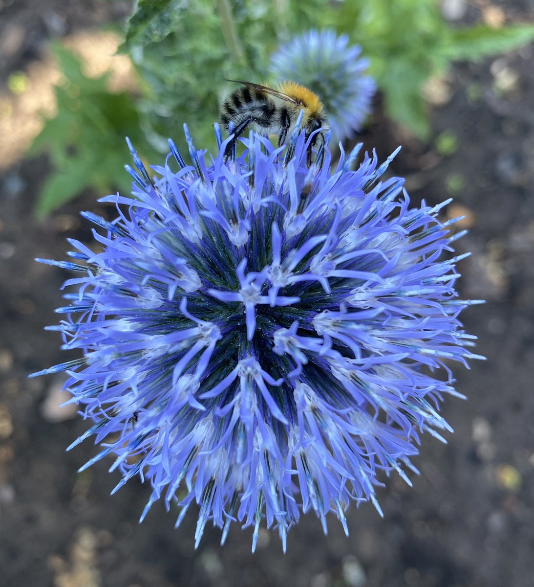 First #bumblebee I’ve seen visiting the echinops <a href="/BumblebeeTrust/">Bumblebee Conservation Trust</a> can you confirm this as a Common carder? #beethechange #mygarden