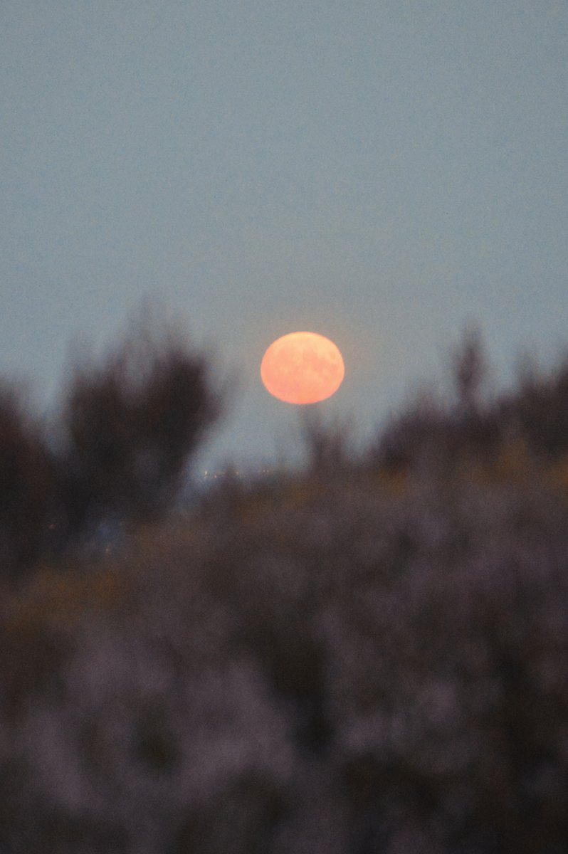 The #supermoon  on #Ilkleymoor last night, surrounded by the turning heather
