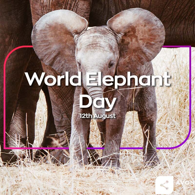 Hey, did you know that today is World Elephant Day? 🐘 Share your favourite fact about these gorgeous creatures in the comments!
I'll start, did you know that you can tell two different species of elephant apart just by their ears…
#WorldElephantDay #FunFact
