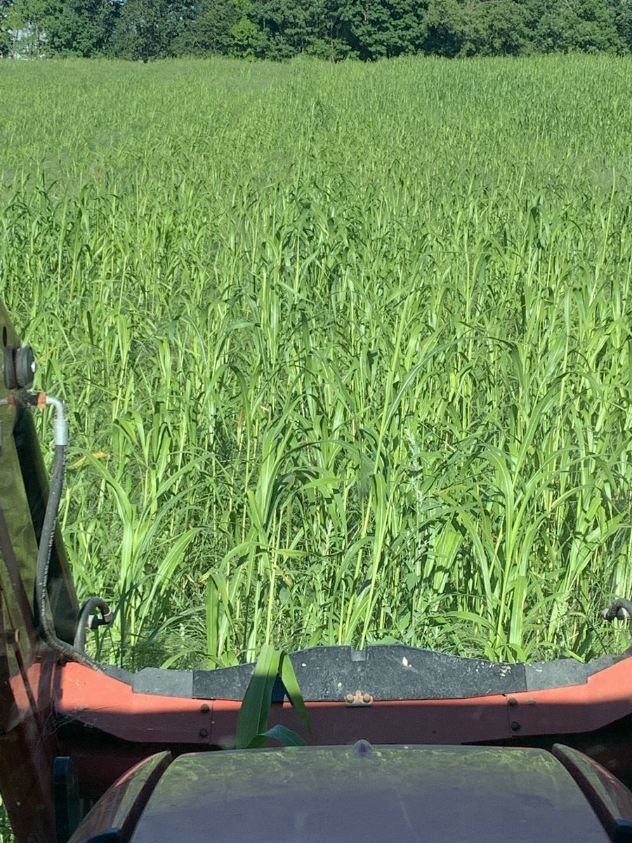 Sometimes you just have to try new things and hope it works out. Teff grass, Sudan grass, berseem clover. #success,#holycowfeed,#drawbardrag,<a href="/speareseeds/">Speare Seeds</a>.