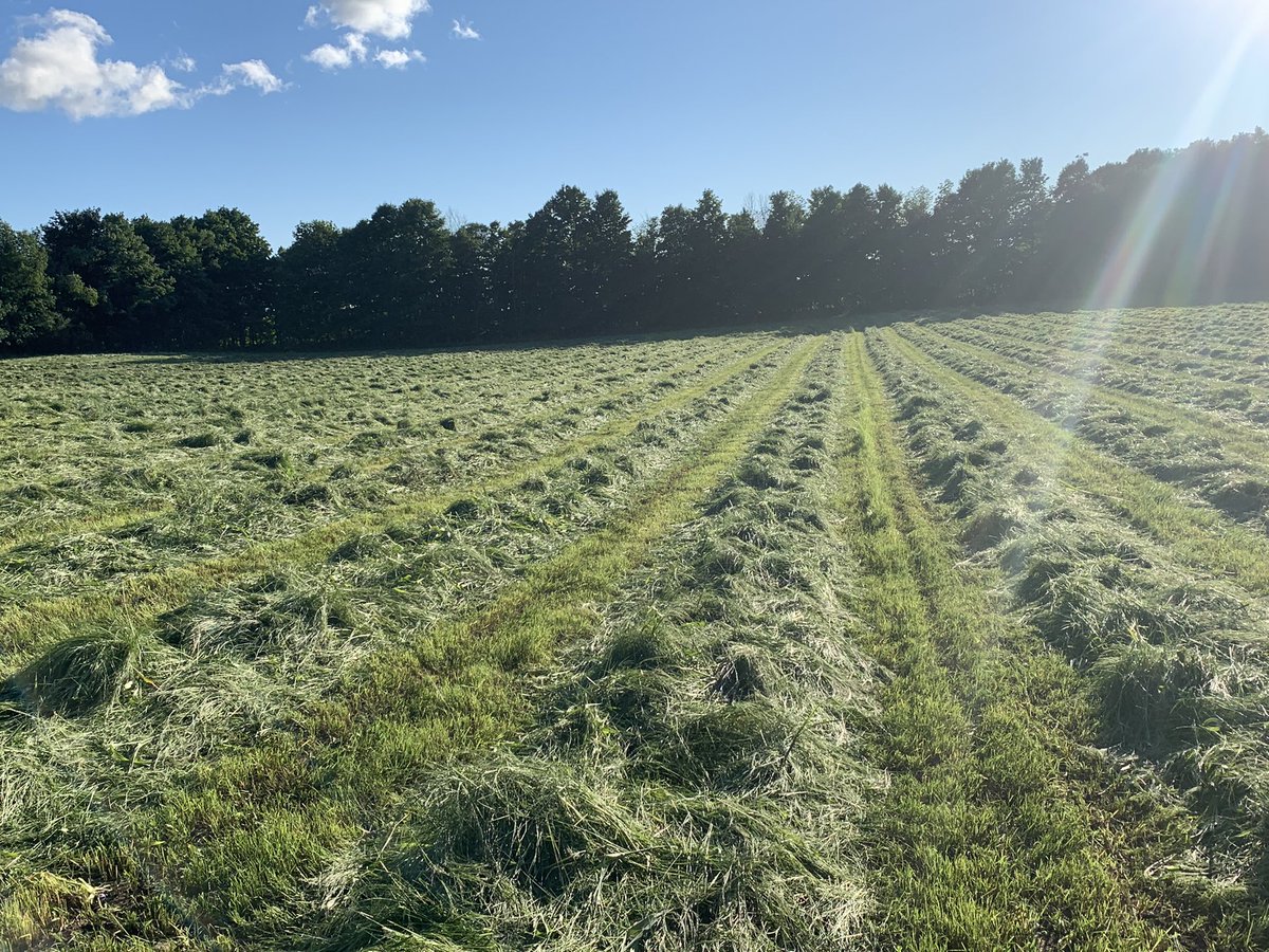 KevinAitken3's tweet photo. Sometimes you just have to try new things and hope it works out. Teff grass, Sudan grass, berseem clover. #success,#holycowfeed,#drawbardrag,@speareseeds. https://t.co/We9Na17IRs