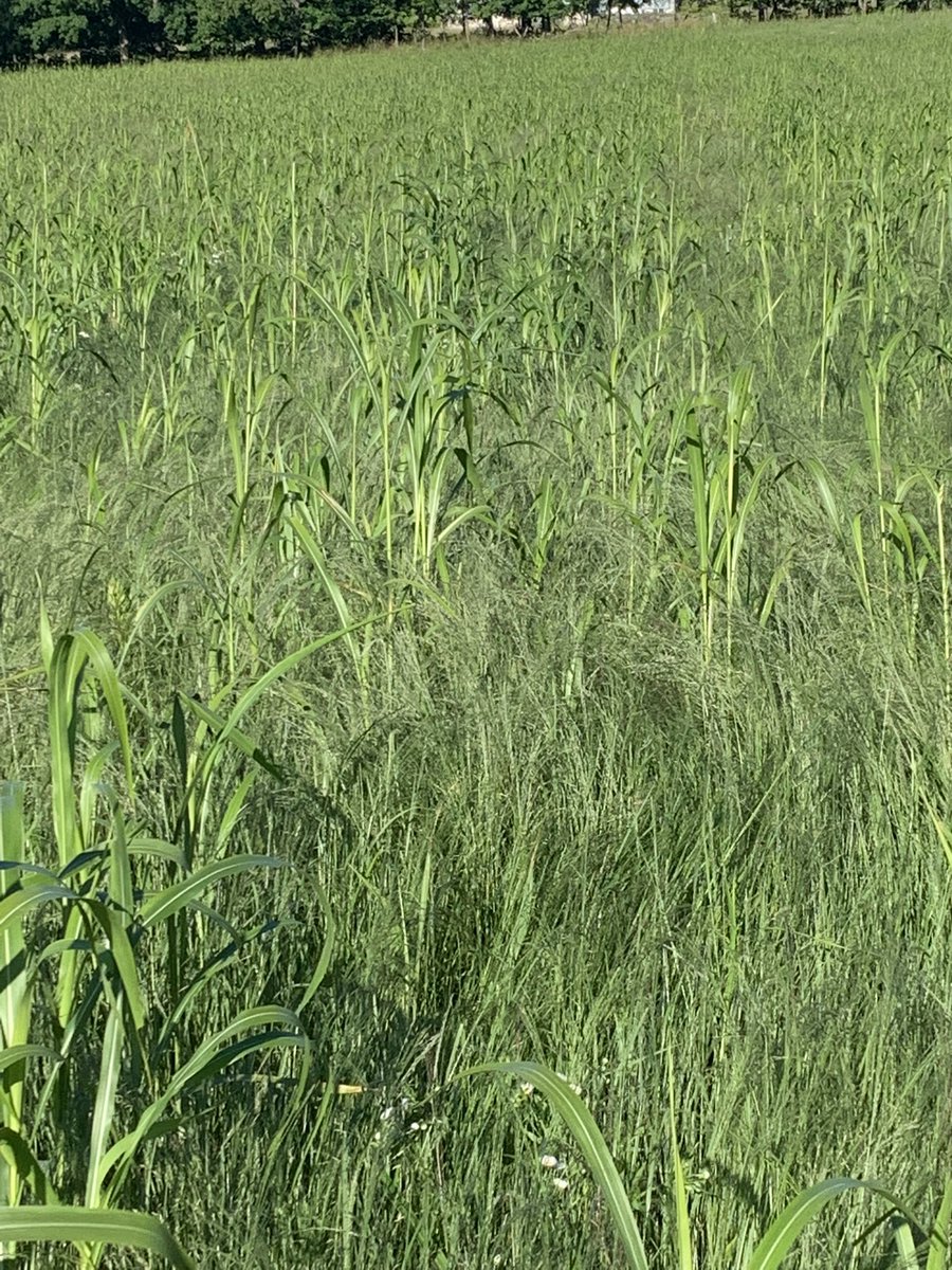 KevinAitken3's tweet photo. Sometimes you just have to try new things and hope it works out. Teff grass, Sudan grass, berseem clover. #success,#holycowfeed,#drawbardrag,@speareseeds. https://t.co/We9Na17IRs