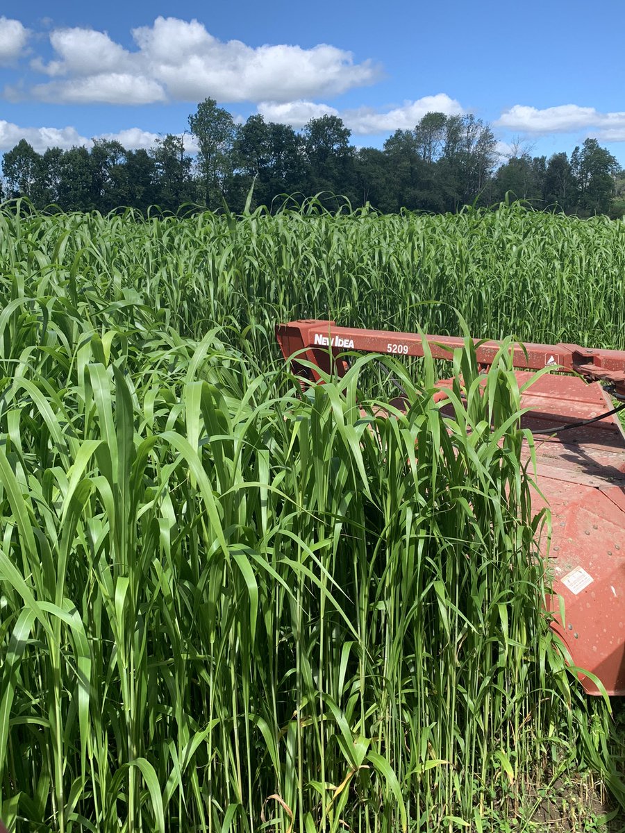 Delayed maturity sorghum looking good considering slow start and very little moisture until recently. #cowchow,<a href="/speareseeds/">Speare Seeds</a>