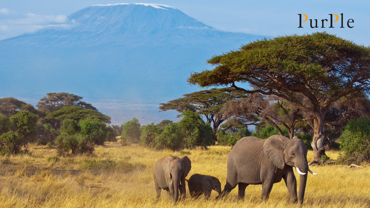 PurPleESG tweet media