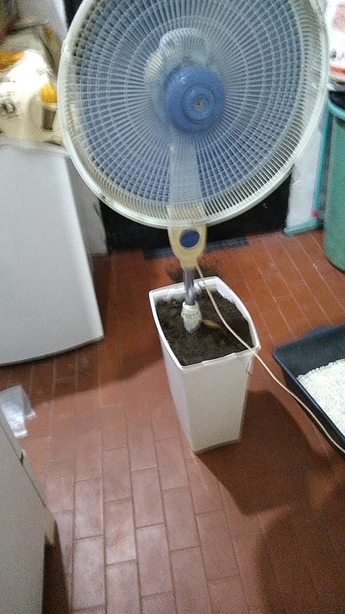 nogoldtooth's tweet photo. O ventilador de minha vó quebrou o pé e ela simplesmente PLANTOU ele KKKKKKKKKKKKK https://t.co/Z6HYN2zQvN