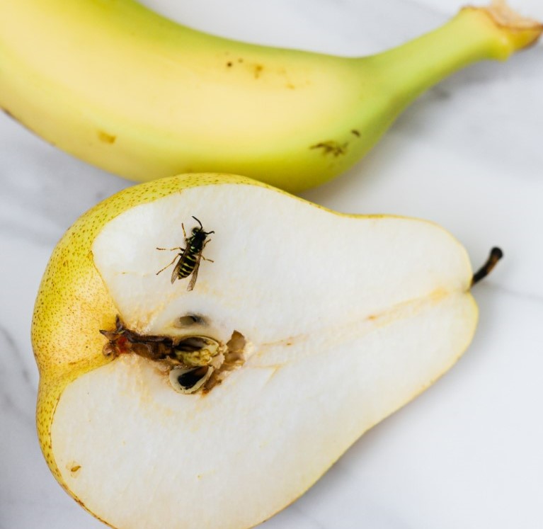 HeimstadenNL's tweet photo. 🐝 Wat kun je allemaal doen aan #wespenoverlast? In elk geval rustig blijven. Er zijn manieren om ze uit de buurt te houden zodat je er geen hinder van ondervindt. https://t.co/WSNfbUEfHT
#friendlyhomes #heimstadennederland #wespen https://t.co/GyIsUXTLqh