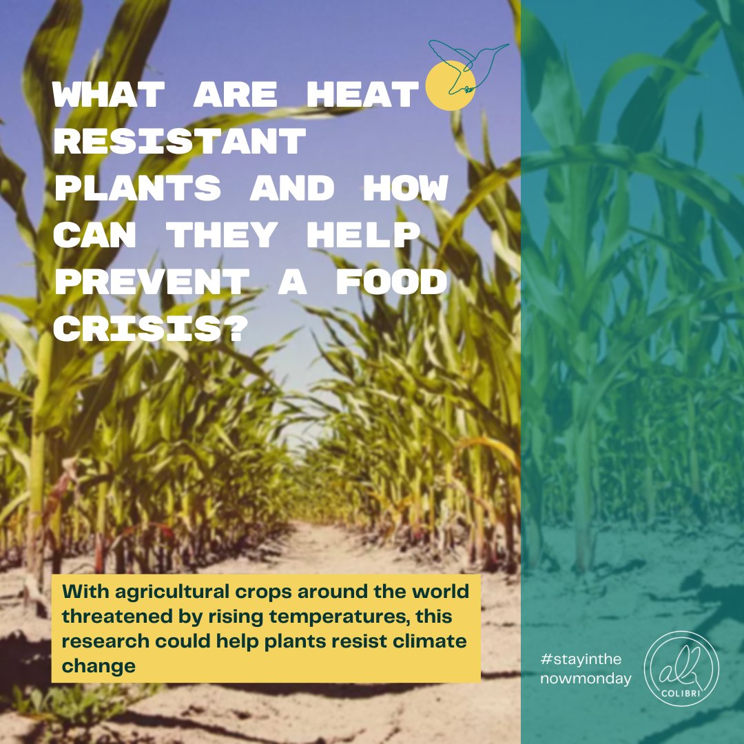 A #research team at US and Chinese universities say they have discovered a way to help plants survive extreme heat☀️!

With agricultural crops around the world threatened by rising temperatures, this research could help plants resist climate change.