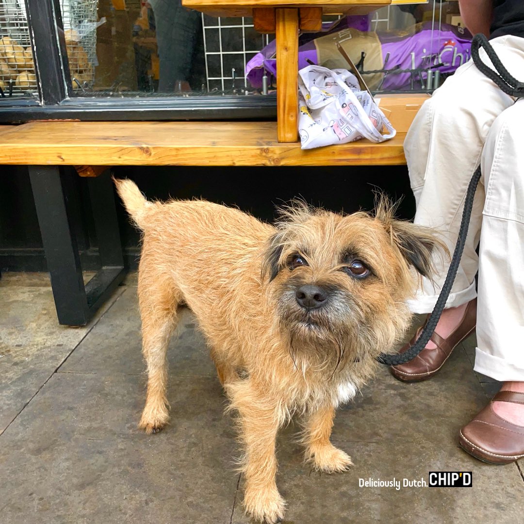 ChipFlipDip's tweet photo. THE POOCHES OF CHIP’D🥹🥰

This handsome chap paid us a visit with his owner &amp; look how handsome he is!

We are super dog friendly at all of our locations &amp; always have some water (&amp; a few T-R-E-A-T-S😉) on hand for your furry companions💛
#deliciouslydutch #thedutchtouch #CHIPD https://t.co/zQasVR97EA