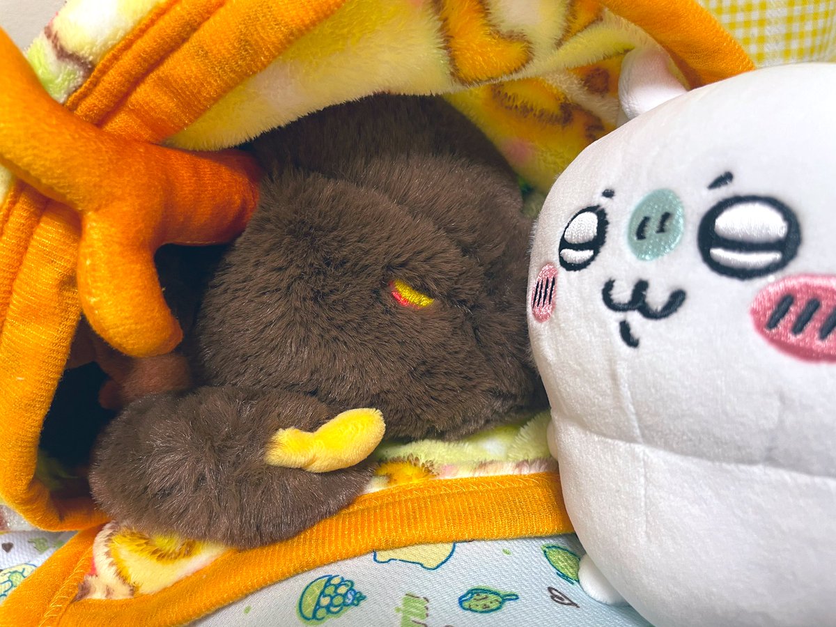 本日のていくん✩.*˚雨にやや怖がっているていくん🥹