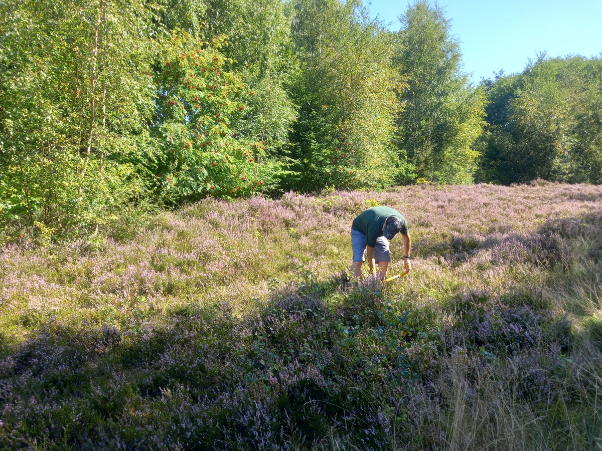 City of Trees tweet media