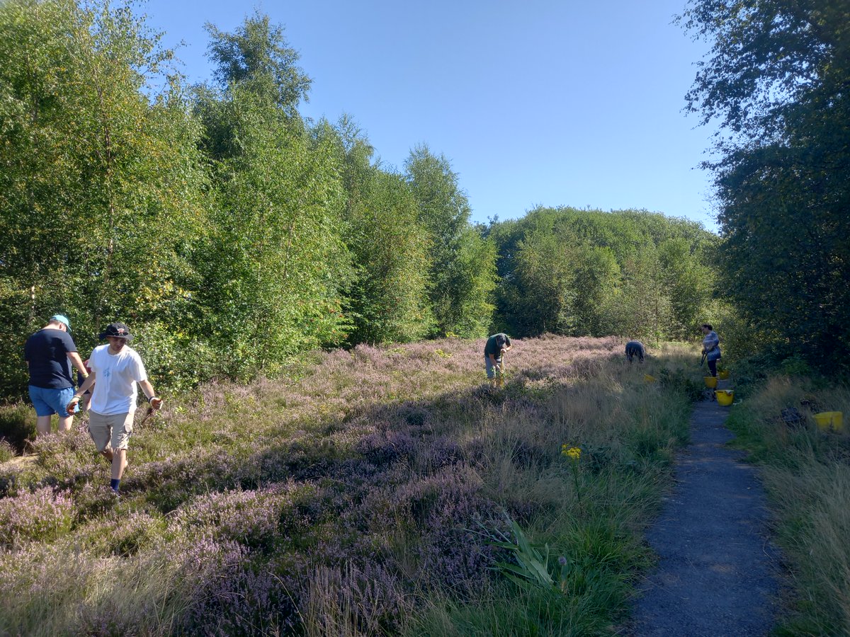 City of Trees tweet media