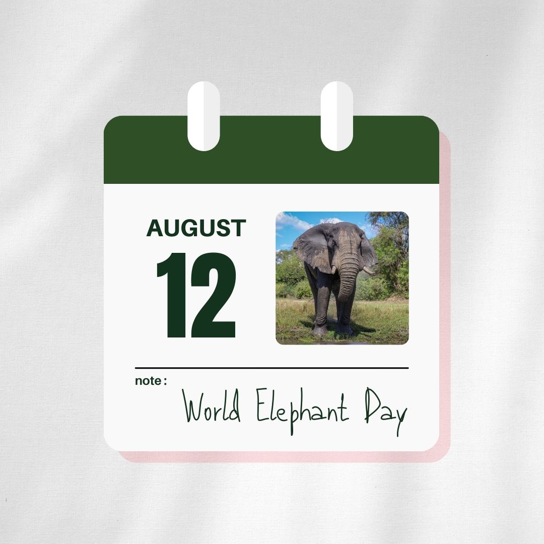 RockSafaris's tweet photo. This day is a rallying call to support conservation of these Giants. Elephants are an important part of the ecosystem and its balance.
Let us together give a voice to issues threatening these species. 
#WorldElephantDay #Elephant #Big #Family
#Coservation 
https://t.co/Tgy7yrEhDL https://t.co/dBQiLrM3ta