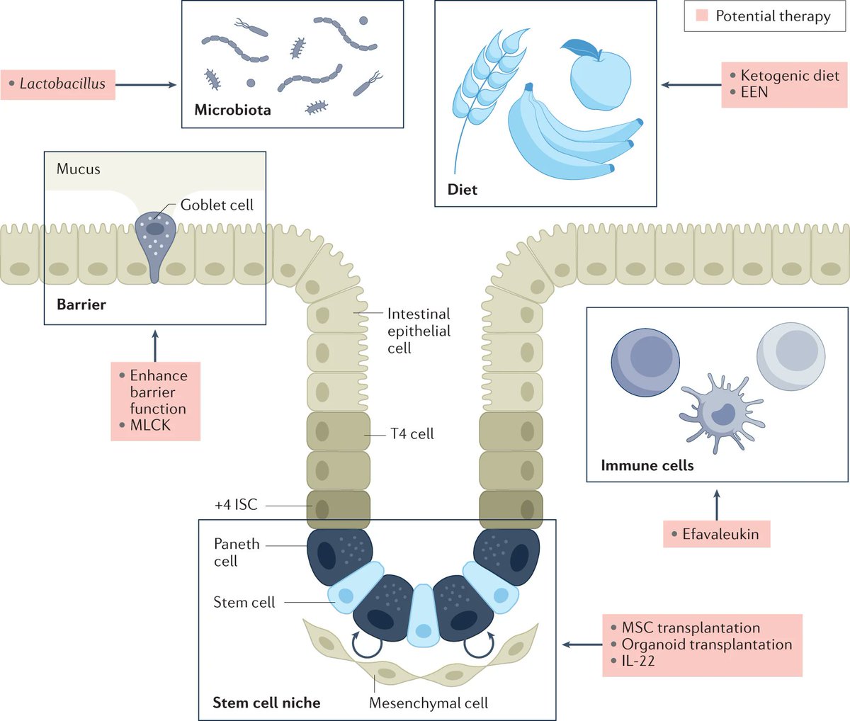 From our current issue, this REVIEW describes the mechanisms of mucosal healing and how they might be altered in #IBD and discusses potential therapeutic approaches to promote mucosal healing and regeneration

go.nature.com/3JYe72J