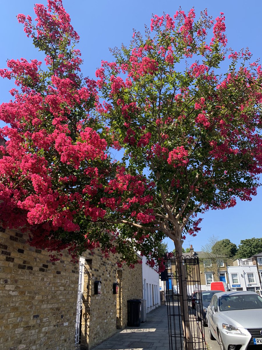 colinmcfarlane's tweet image. ⭐️As I went to head north from London to Lincoln this afternoon, this beautiful tree greeted me as I left my house. Gorgeous!👌🏾⭐️😎