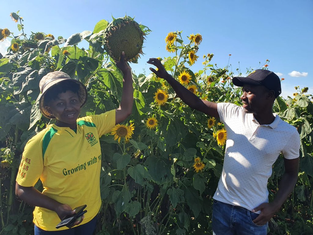 Ndakaripa Hungwe🌻 tweet media