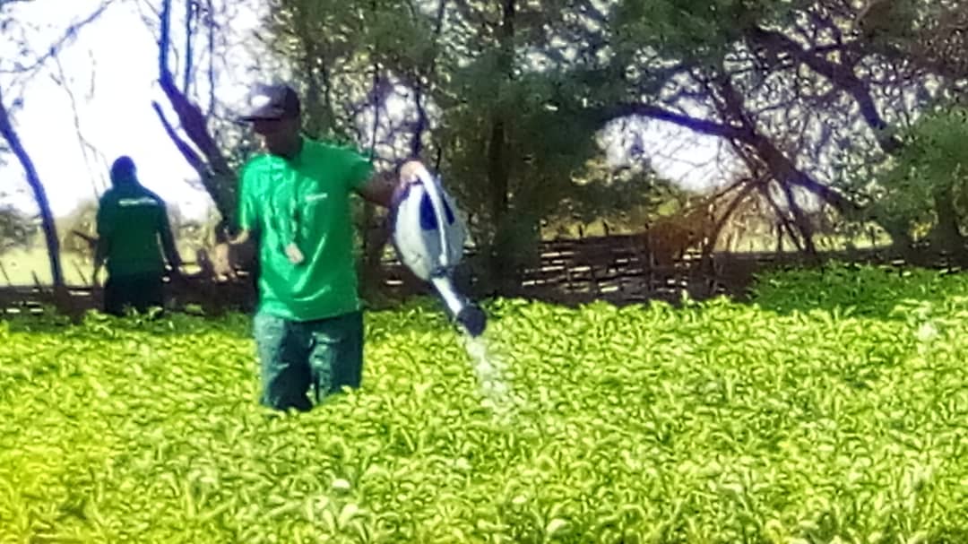 asergmv's tweet image. #Campagne_Nationale_de_Reboisement_2022 
Visite de la #Pépinière de Tessekere  commune située dans le département de Linguere. Pépinière florissante entretenue par les jeunes du programme Xeyu Ndaw Yi encadrés par les agents du Service des Eaux et Forêt 
#pse_vert  #kebetu