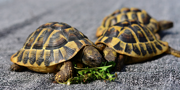 Snorting Turtles WebBuzzs (@webbuzzs) / Posts / X