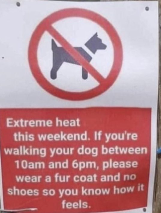 Please think! 🐶☀️