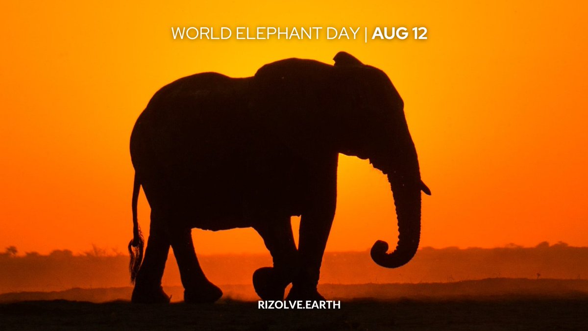 rizolve_earth's tweet photo. 🐘 Happy #WorldElephantDay! 

Despite years of conservation efforts and awareness initiatives, the illegal hunting/poaching of elephants is still a major environmental, ecological, and moral crisis across the world. Learn more here: https://t.co/VPEqIXfGLs

#WorldElephantDay2022 https://t.co/iBobnZHbBg