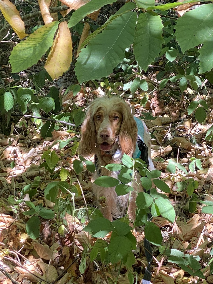 NancyPearDog's tweet photo. I found some shade, phew! https://t.co/3pWYXquYNI