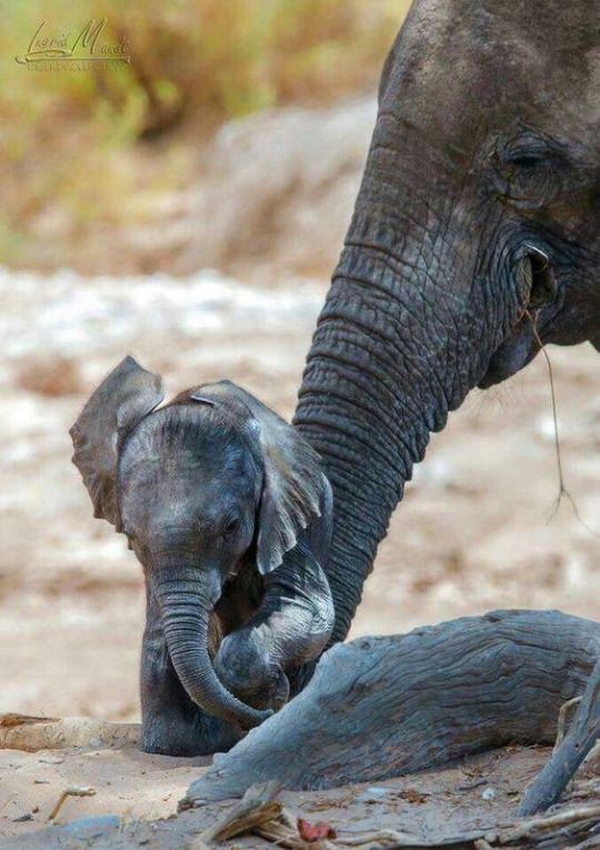 Helena293907118's tweet photo. ,#elephantday ♥️🌹😘 https://t.co/Wqkhqvul6P
