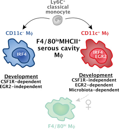EurJImmunol's tweet image. CD11c identifies microbiota and EGR2-dependent MHCII+ serous cavity macrophages with sexually dimorphic fate in mice
Bain, Jenkins, and Colleagues

@EdinUni_MeetCIR
#macrophage #peritonealcavity #regulation 
bit.ly/3bNIHkS