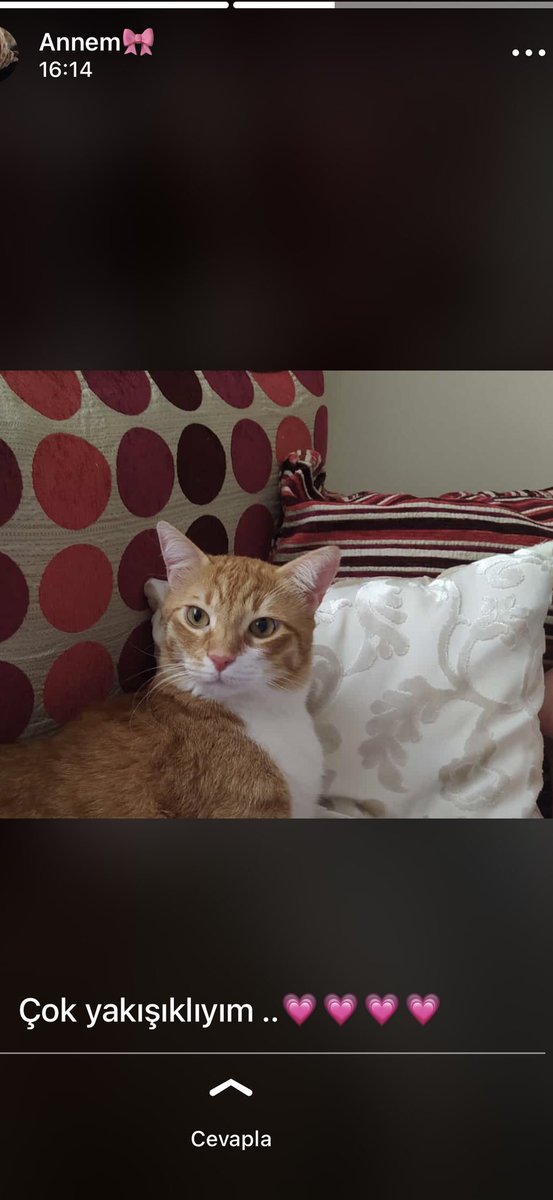 Annem de kedi seslendirmeye başladı