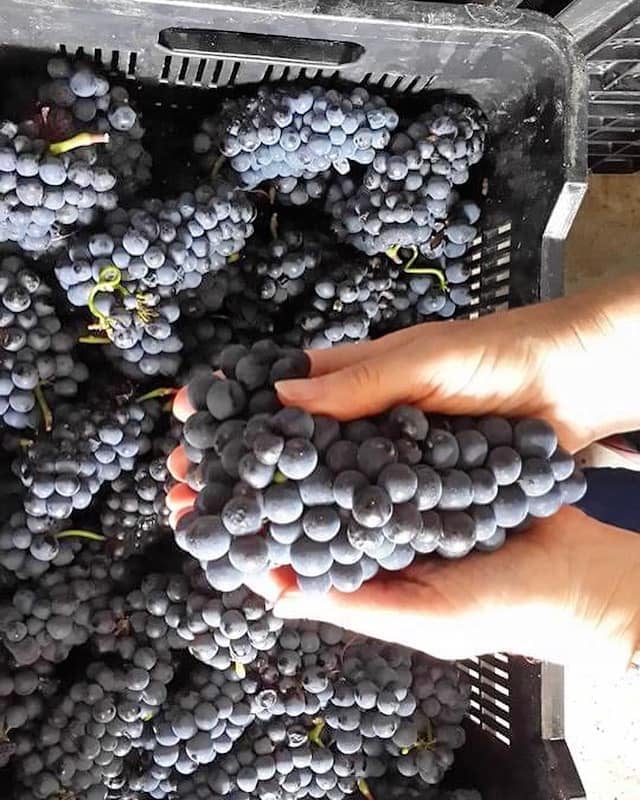 #PinotDay is coming up on 18 August… we hope you will have something biodynamic in your glass! 
#organicwines #elginmagic #elgin #elginridgewines #biodynamic