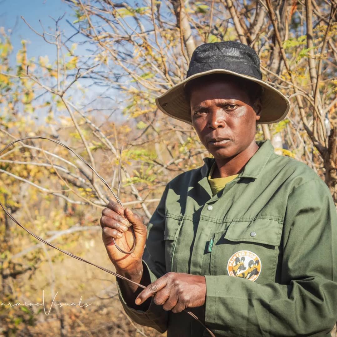 A group of women  are voluntarily helping the fight against snare poaching in the Mabale area of Hwange. Wild dogs and antelopes are the main targets of snare poaching in the area.
credit <a href="/CarmineVisuals/">Survivor_Nyasulu</a> 
#communitydiaries