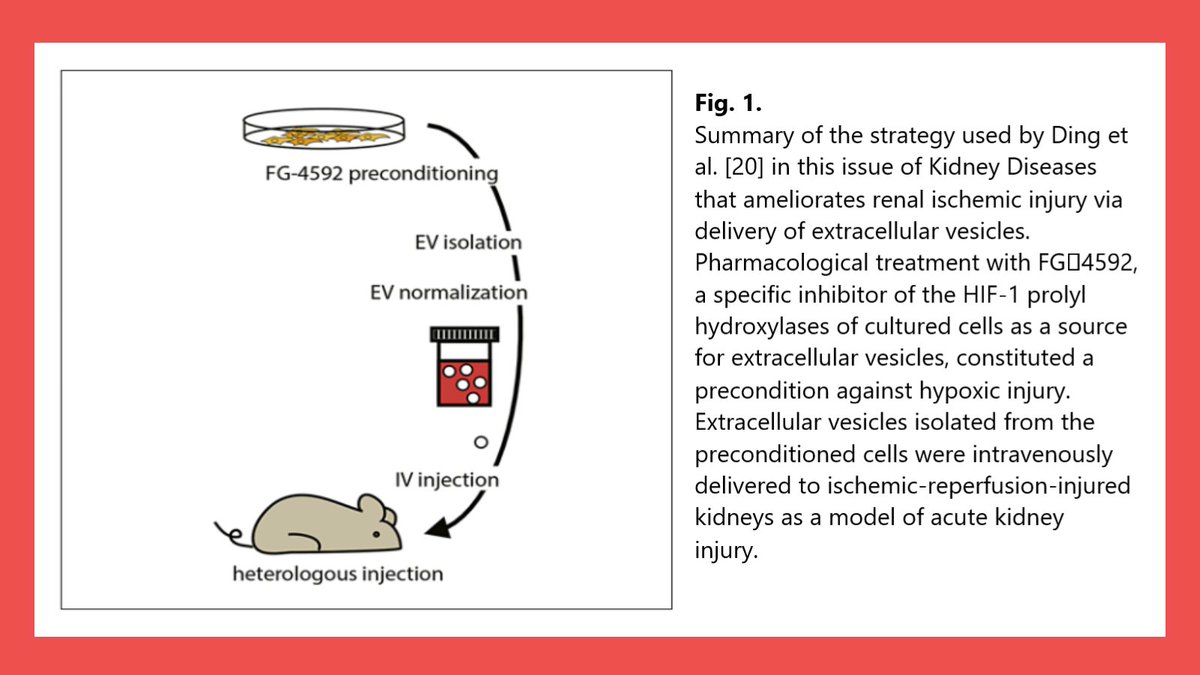 NephroKarger's tweet photo. Extracellular Vesicles That Herald the Scarcity of Oxygen

✍ Sekyung Oh
📑 https://t.co/bqdeqKyQS8

#KidneyDis #OpenAccess #EV #Hypoxia #KidneyInjury #Ischemia https://t.co/JM6IZYLCeH