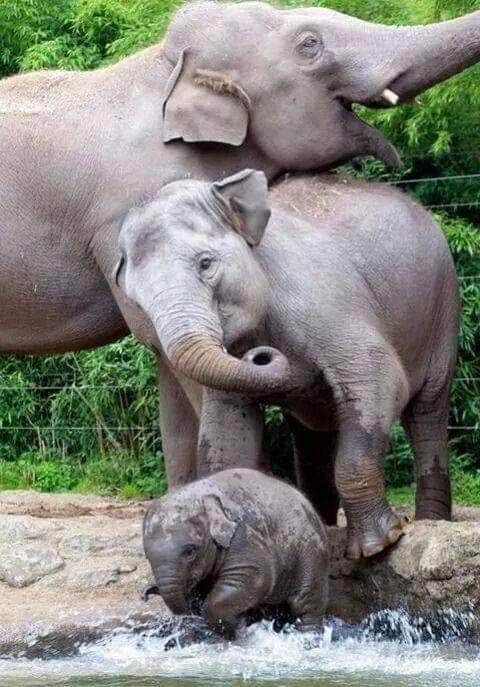 #elephantday
#wildlifephotography
#NaturePhotography
#Familylove