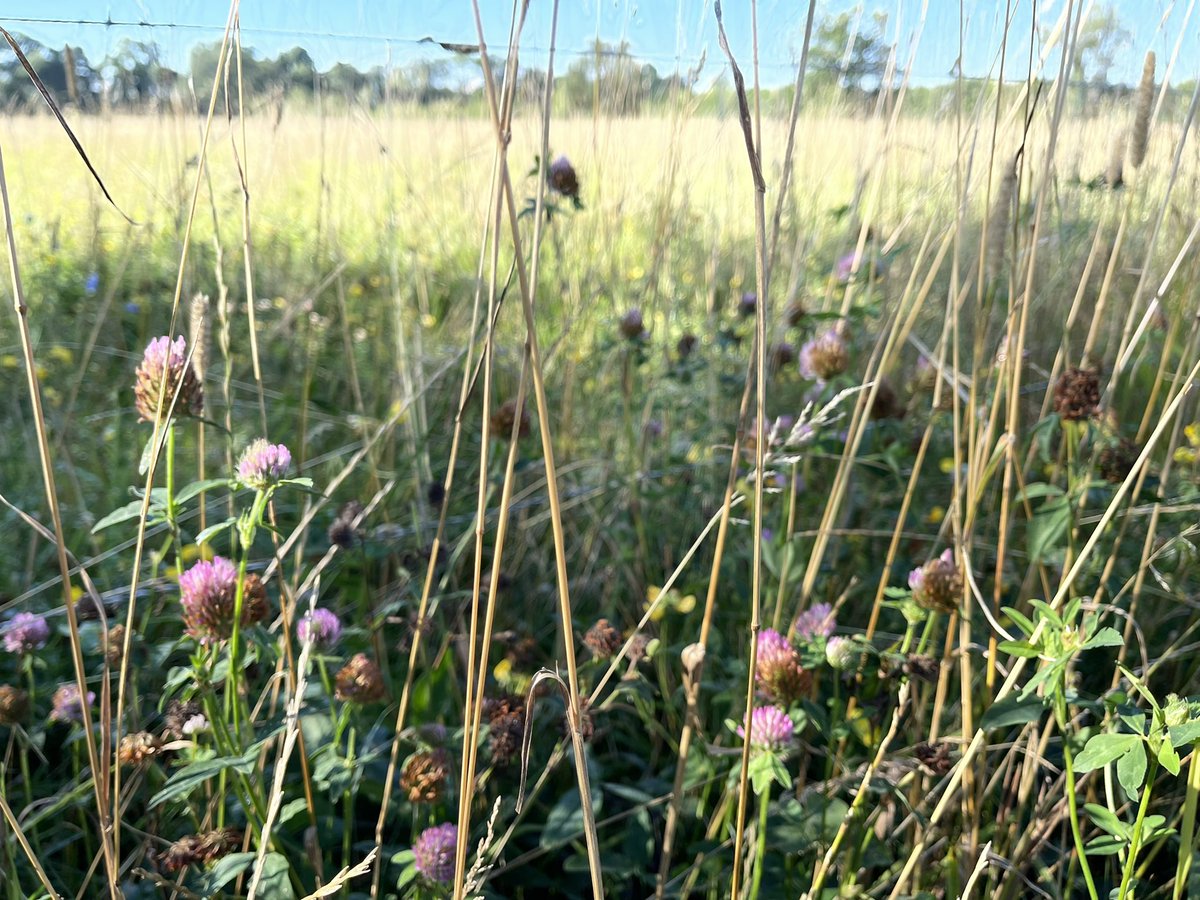 thedoodales's tweet photo. #herballey from @CotswoldSeeds still going strong. Providing lots of shade for the soil #biodiversity and some colour!! https://t.co/WBv24G5CtL