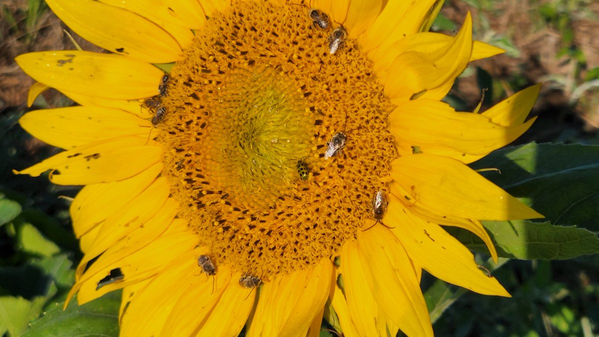 Rick Kaptein 🐂🇨🇦🥓🐓 tweet media