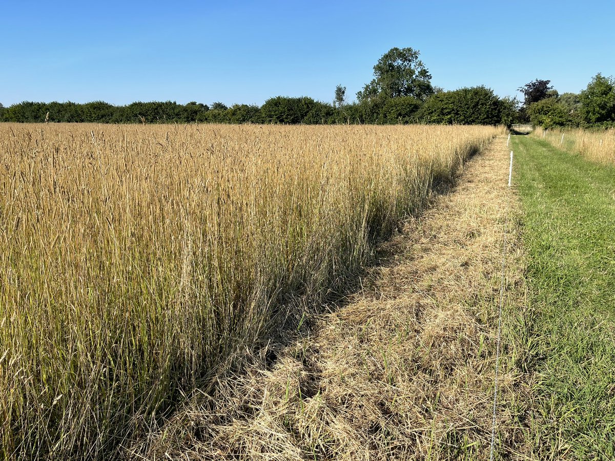 thedoodales's tweet photo. #regenerativeagriculture last grazed in May. Cocksfoot is now 5feet tall but still plenty of green in the bottom. Field has no shade so not easy to graze it again until the weather cools down. Cattle will either eat the seed heads or tread them in #hairycoos https://t.co/JJwDcz4q0u