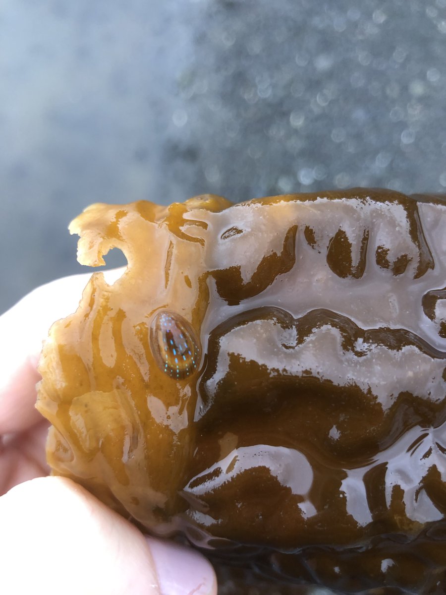 Worm Wranglers tweet media