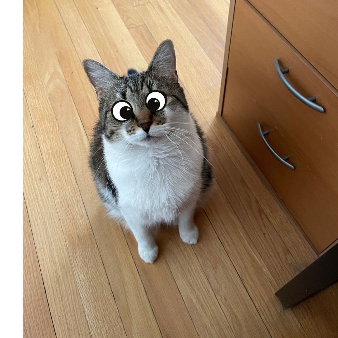 bravestages's tweet photo. Cat just walked by me like he had an important meeting.
I should probably try to be more like him.
#productivity #focus #adhdceo #robcat https://t.co/5rrKdXJFeR