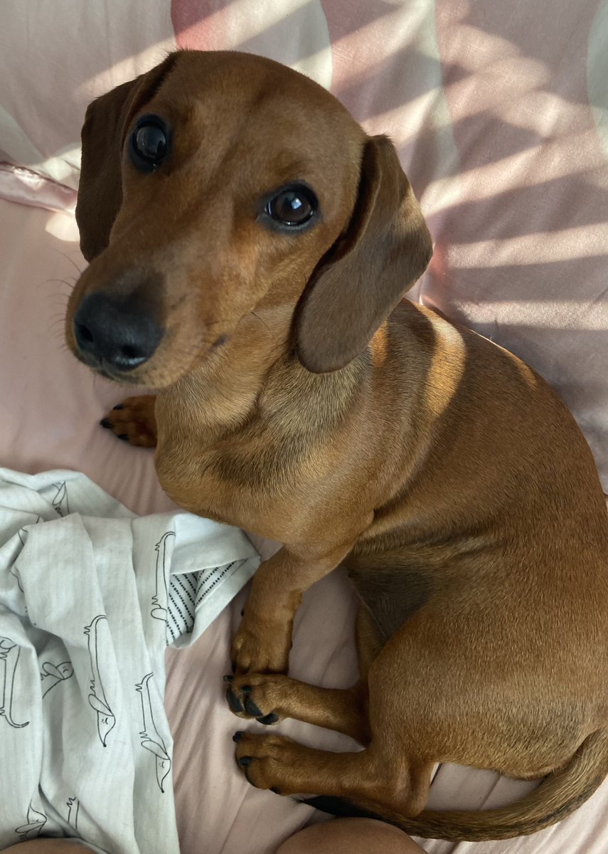 MiniSausages's tweet photo. Happy Friday everybody! Love Ivy 🐾🐾🐾❤️❤️❤️ https://t.co/z1qeNTYIf0