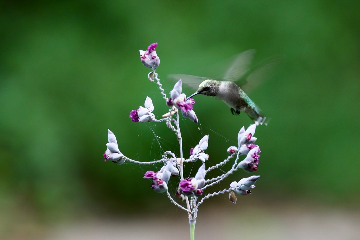 Tregaron Conservancy tweet media