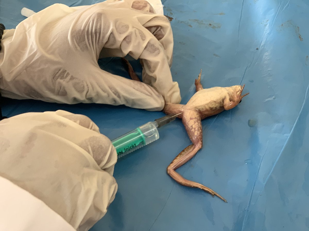 The courage and interest shown by <a href="/Umulisa_/">Christella Umulisa</a>  to work on amphibians have been impressive and worthy support.