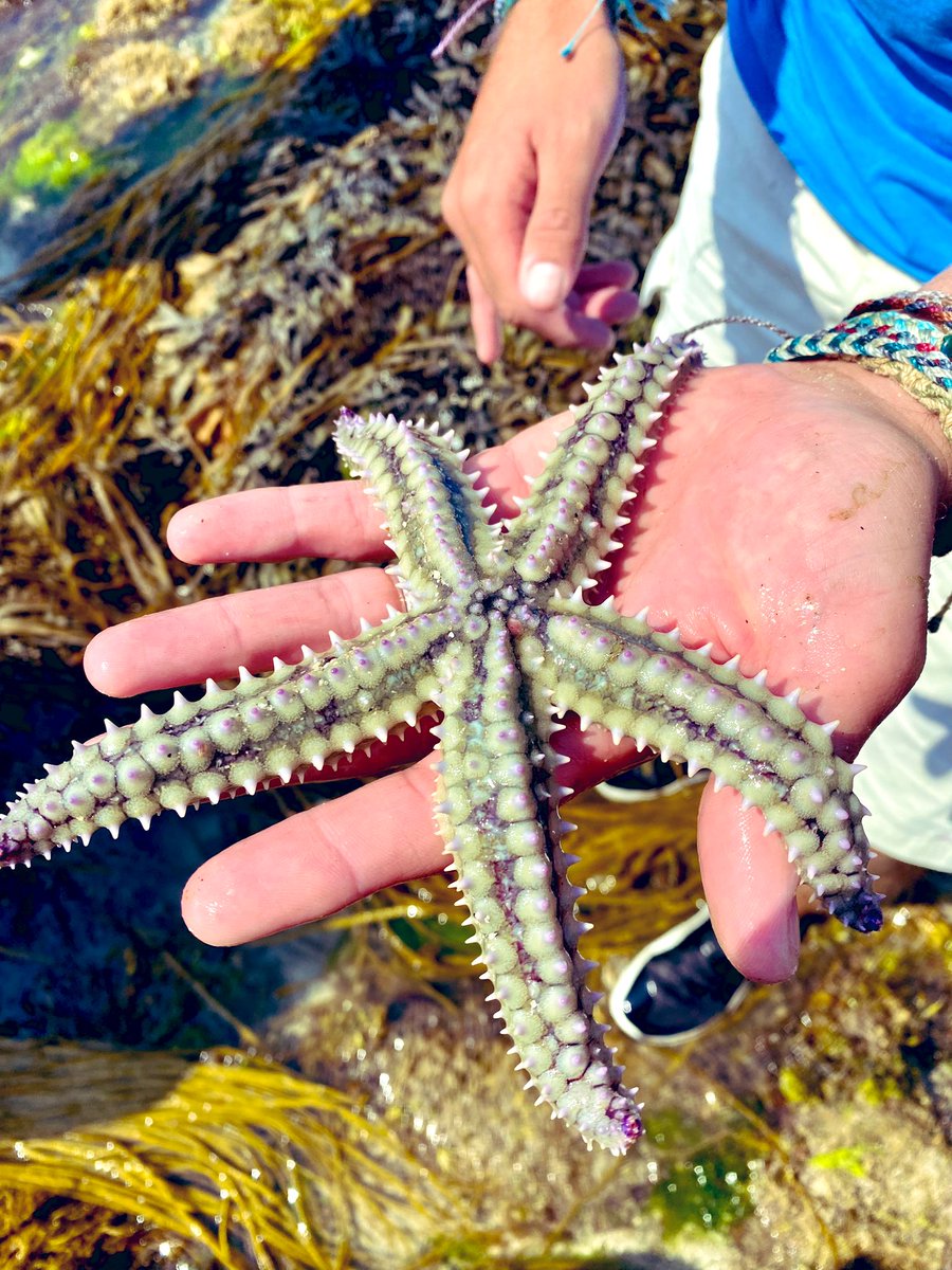 Anthony Hadfield | Head into the Wild (@headintothewild) on Twitter photo Today I saw my first ever starfish. In total we found 3 different species: 7 legged, cushion and spiny.
A fantastic couple of hours spent with <a href="/scillyrockpools/">Scilly Rockpool Safaris</a> Today I saw my first ever starfish. In total we found 3 different species: 7 legged, cushion and spiny.
A fantastic couple of hours spent with <a href="/scillyrockpools/">Scilly Rockpool Safaris</a>