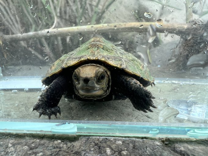 イシガメの餌の種類は おすすめの商品や食べないときの対処法なども紹介 あにまろ る