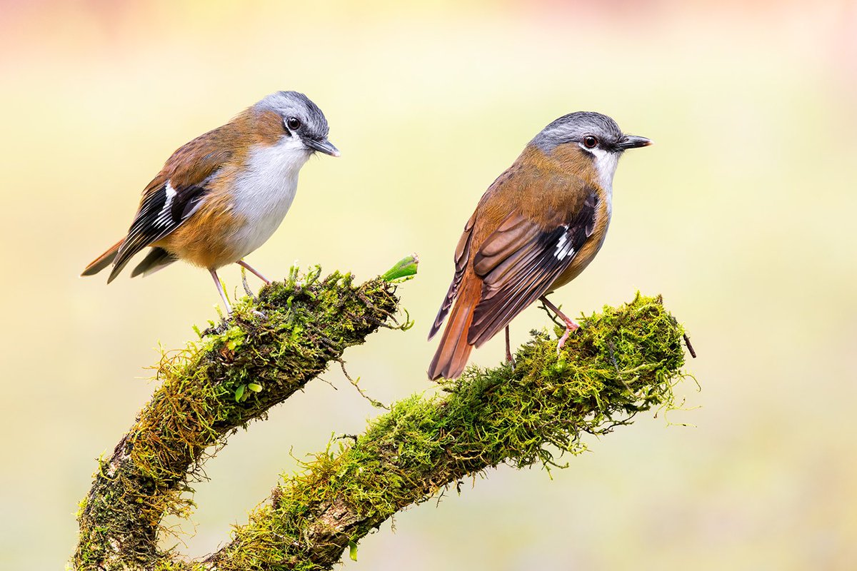 Jan Wegener tweet media