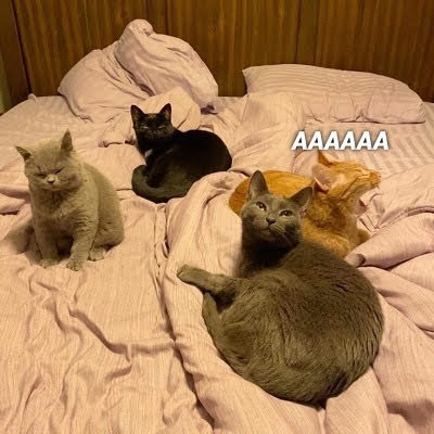 little animals that are very small tweet media