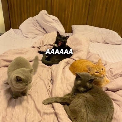little animals that are very small tweet media