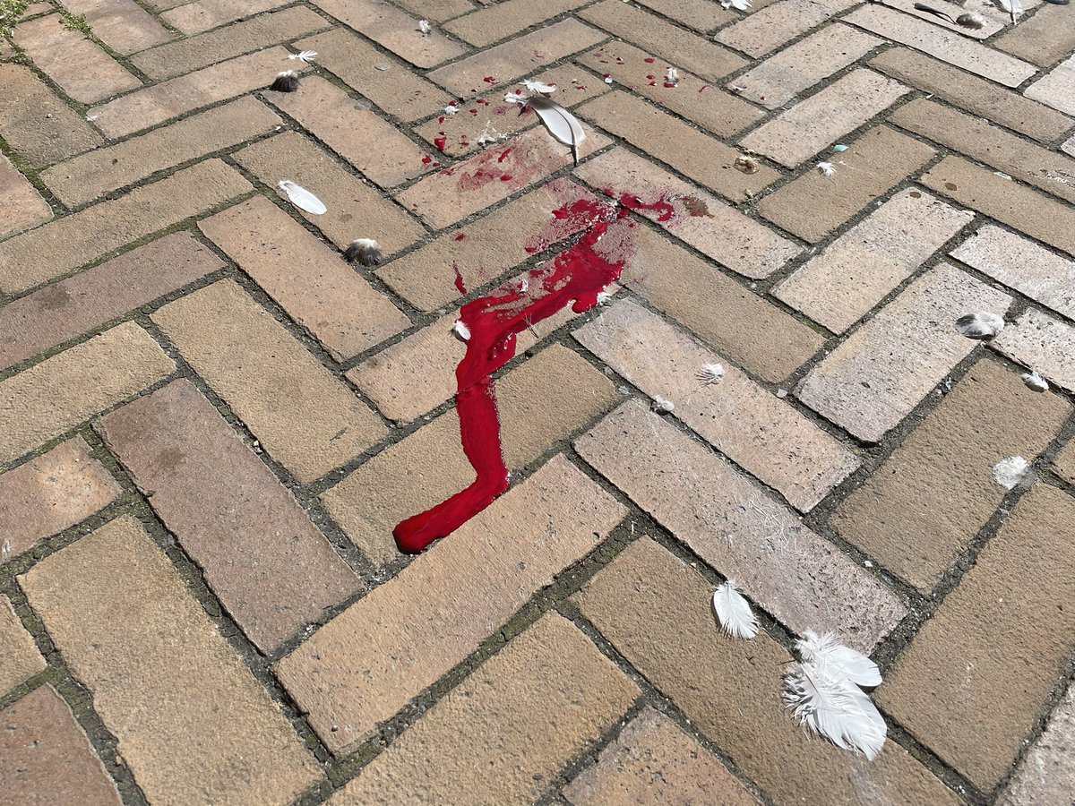 avestrum's tweet photo. Et ferskt åsted, men både offer og gjerningsdyr mangler. #birdcsi https://t.co/7UcoHD1AFb