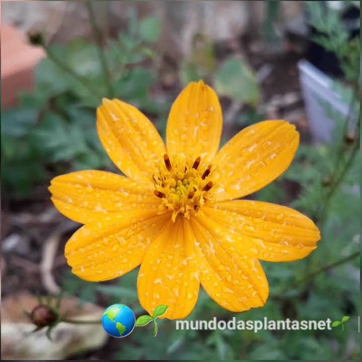Worldclik's tweet photo. 🌱🌺🌾 Flor Cosmos! pare alguns segundos para ver a beleza de uma Flor! #natureza #cosmosflowers # #flores #cosmos #sp #praiadafortaleza  #flor #flower #nature #naturezadivina #jardim   #mundodasplantasnet #flowers #Tweeter https://t.co/ItR8beiYKI