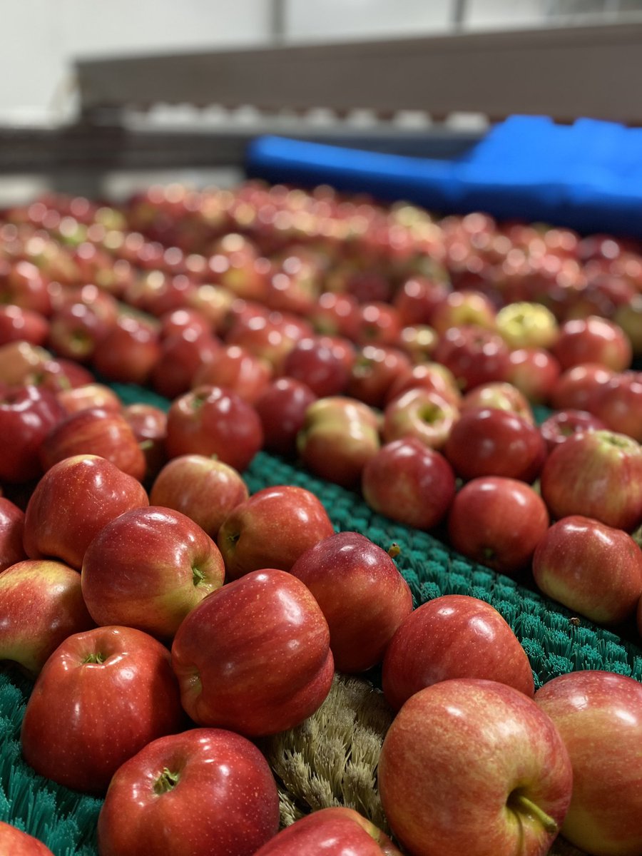 Washington State’s new crop apple season is underway! The first major apple variety is gala. I was out on a packing line yesterday and was impressed with the flavor for the start of the season.